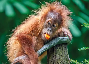 Erlebnis Tiergarten Schönbrunn 